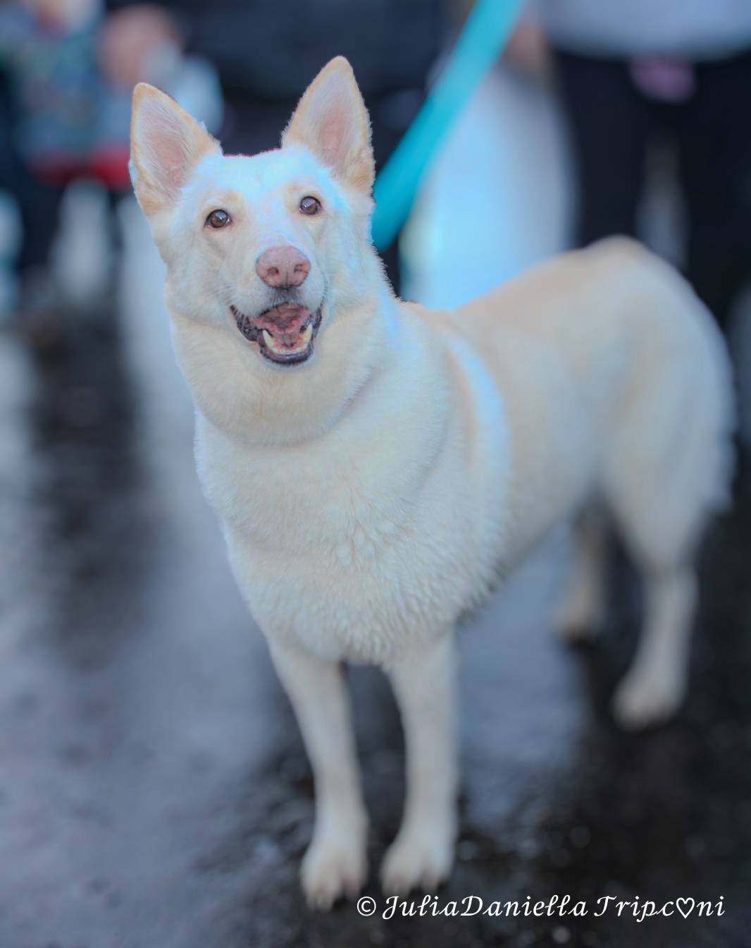 JuliaDaniellaTripconi